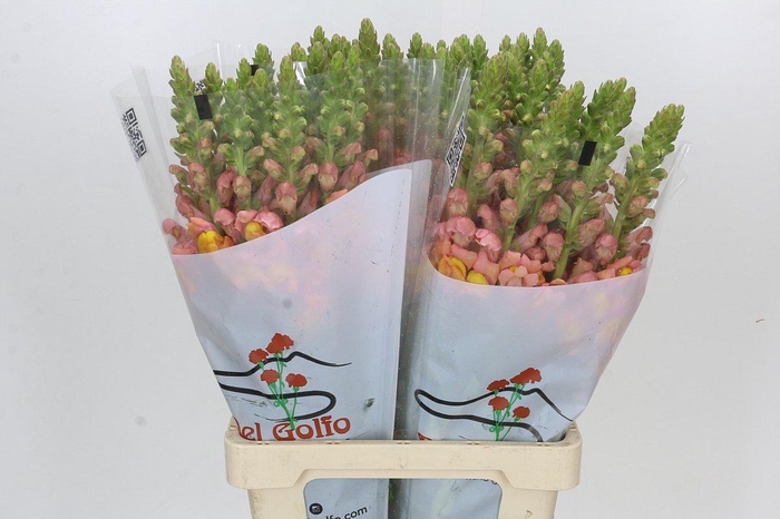 <h4>Antirrhinum Potomac Light Orange</h4>