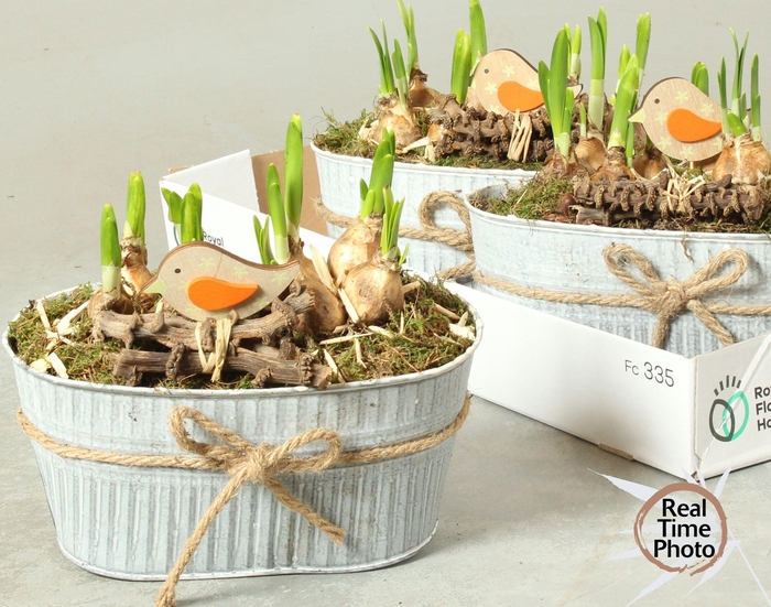 <h4>ARR NARCISSUS</h4>