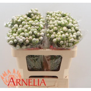 LEUCAD L AY JA PE VT