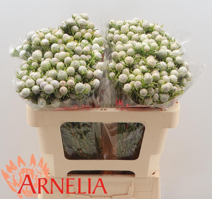 <h4>LEUCAD L AY JA PE VT</h4>