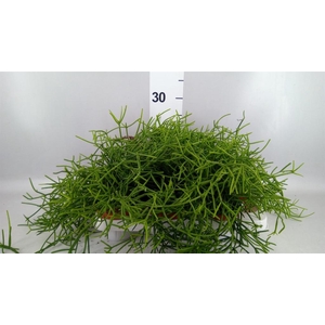 Rhipsalis heteroclada