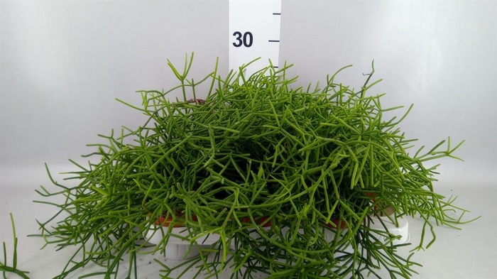 <h4>Rhipsalis heteroclada</h4>