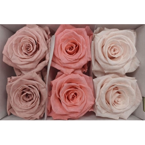 Ro Pres Classic Mix Pink