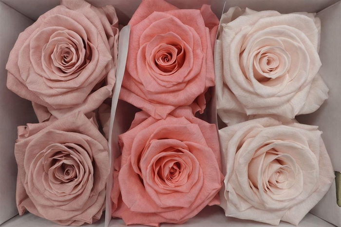 <h4>Ro Pres Classic Mix Pink</h4>