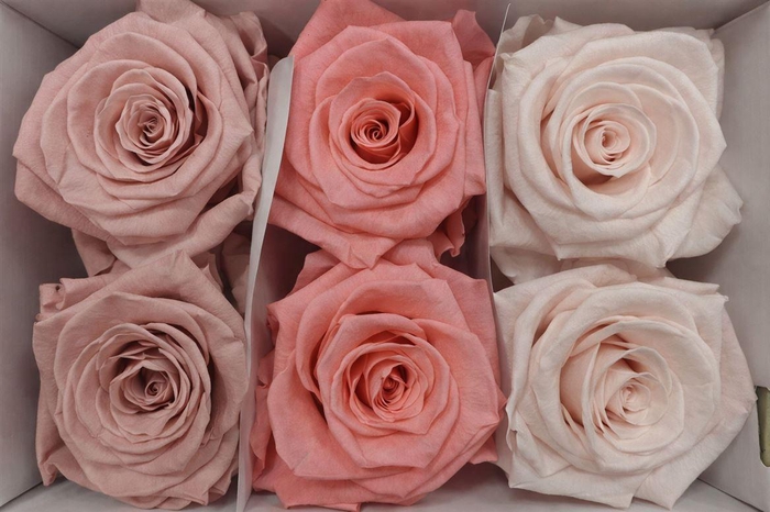 Ro Pres Classic Mix Pink