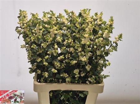 Sympho Mag Lemo Lime