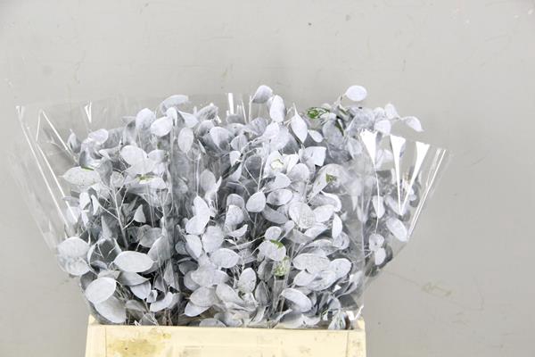 <h4>Df Lunaria Bs White</h4>