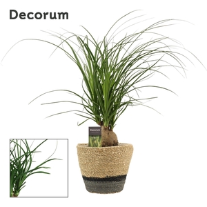 Beaucarnea Bol 12 cm in Hanoi mand grijs(Deco-collection)
