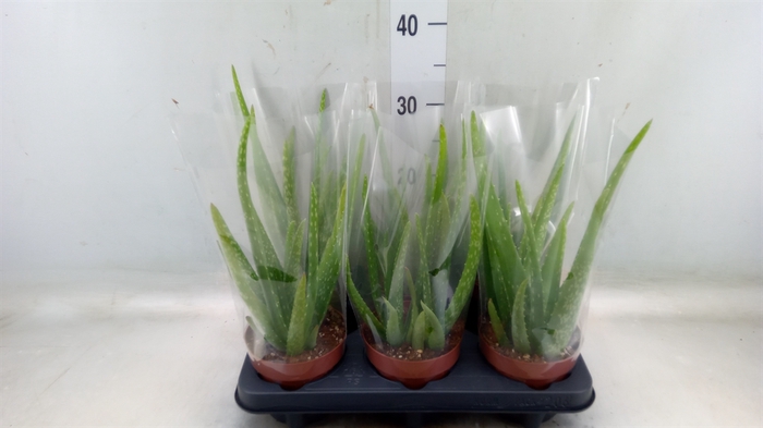 <h4>Aloe vera</h4>