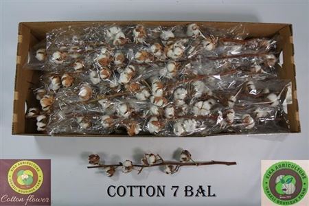 Dried Gossypium (katoen) 7 Bal
