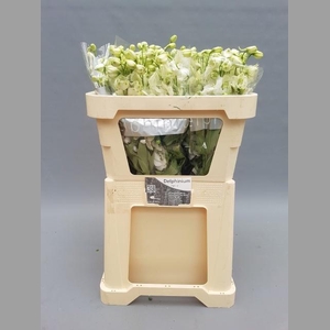 DELPH DU CENTU WHITE