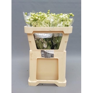 DELPH DU CENT WHITE