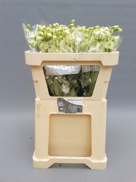 <h4>DELPH DU CENT WHITE</h4>