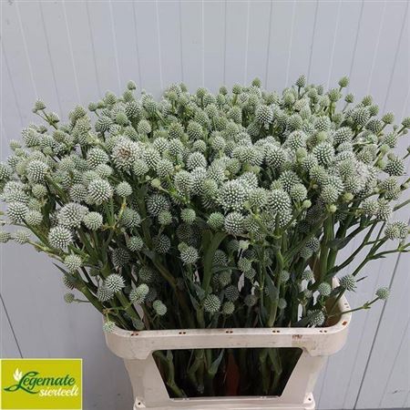 <h4>Eryn Yu Mag Silver Globe</h4>
