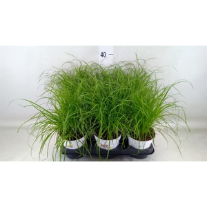 Cyperus alternifolius 'Zumula'