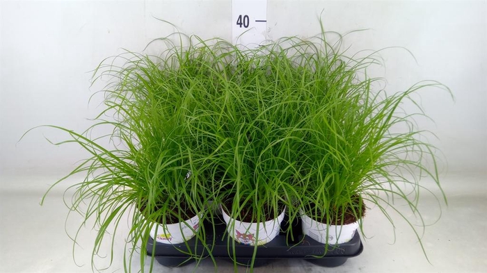 <h4>Cyperus alternifolius 'Zumula'</h4>