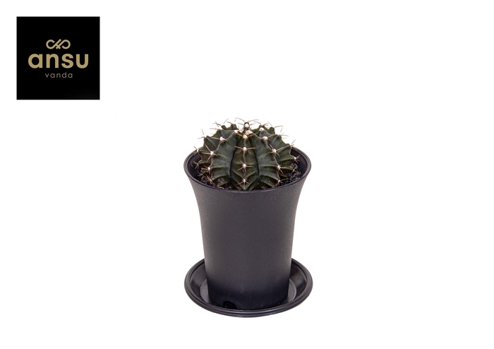 <h4>Gymno Jap Green</h4>