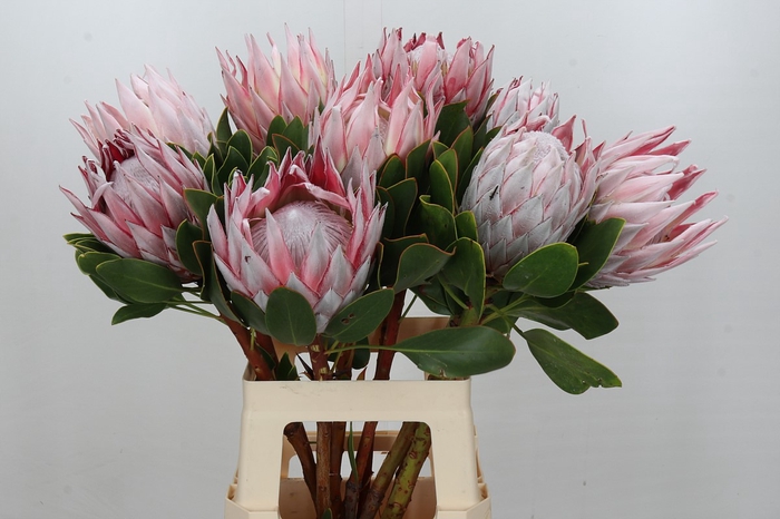 <h4>Protea Cynaroides</h4>