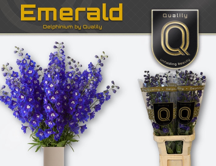 <h4>DELPH DU EMERALD 100CM X40</h4>