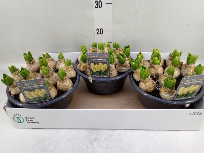 <h4>Hyacinthus orie.   ...</h4>