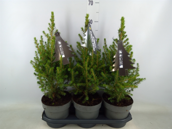 <h4>Picea glauca 'Conica'</h4>