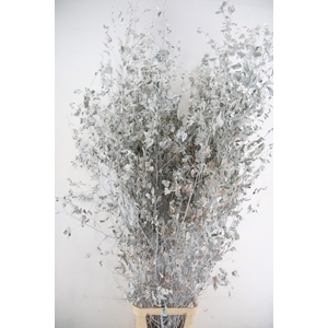 Betula met Blad White Wash