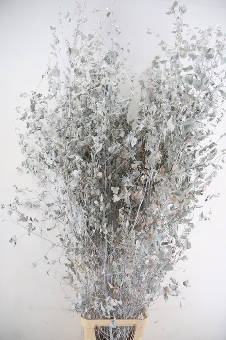 <h4>Betula met Blad White Wash</h4>