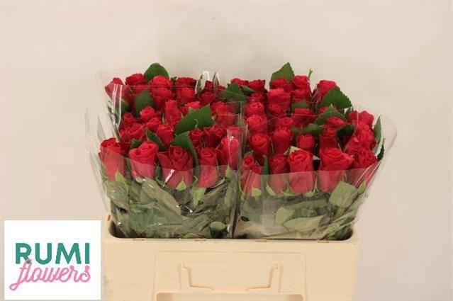 <h4>R GR TACAZZI+</h4>