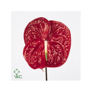 Anthurium calisto