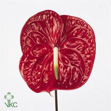 <h4>Anthurium calisto</h4>