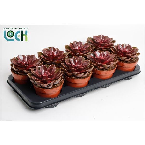 <h4>Echeveria Magic Red</h4>