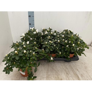 RHODO SI WITTE VOGEL