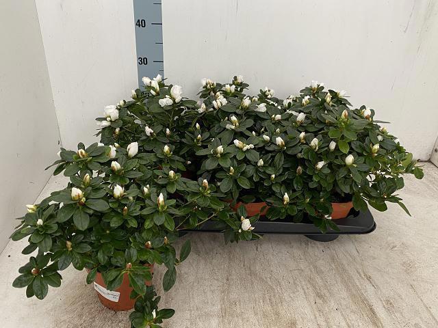 <h4>RHODO SI WITTE VOGEL</h4>