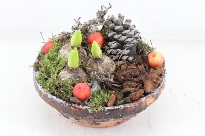 <h4>arr4 Hyacint MB - Ker. hars schaal 401/2</h4>