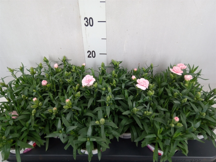 <h4>Dianthus  'Oscar Pink'</h4>