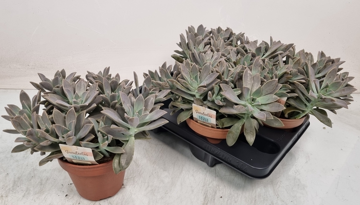 <h4>SUCC OV</h4>