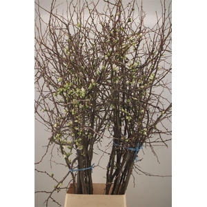 Chaenomeles Japonica White Extra