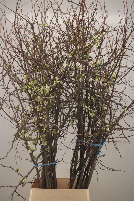 <h4>Chaenomeles Japonica White Extra</h4>