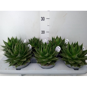 Aloe aristata 'Cosmo'