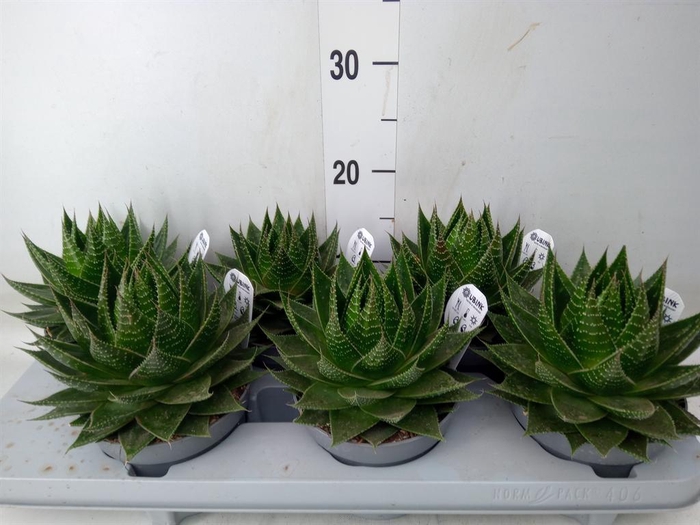 <h4>Aloe aristata 'Cosmo'</h4>