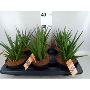 Sansevieria cyl.  ...