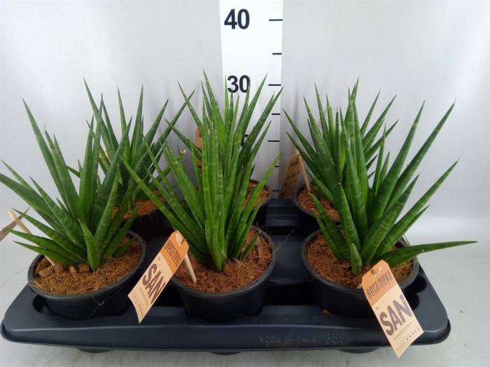 <h4>Sansevieria cyl.  ...</h4>
