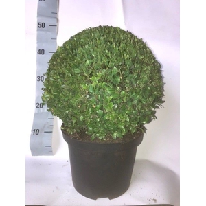 BUXU SEMPERVIRENS