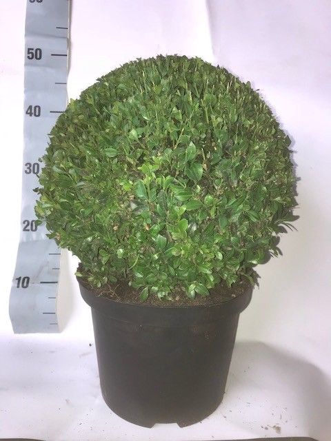 <h4>BUXU SEMPERVIRENS</h4>