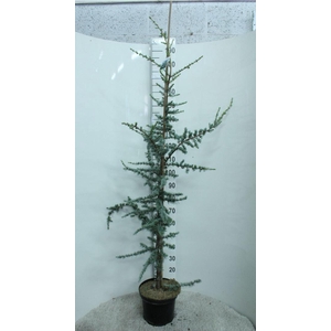 Cedrus libani 'Glauca'