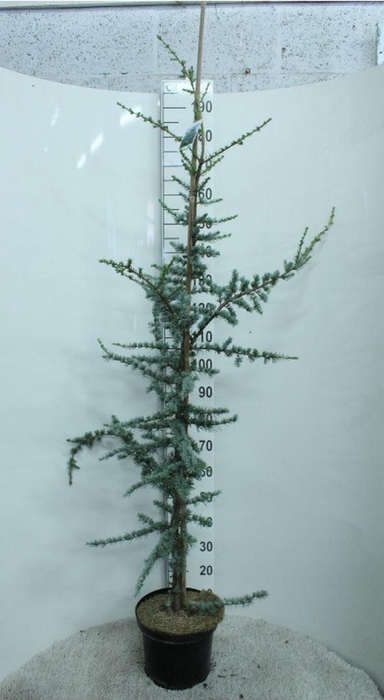 <h4>Cedrus libani 'Glauca'</h4>