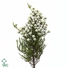 Kaaps Brunia Nodiflora Spray