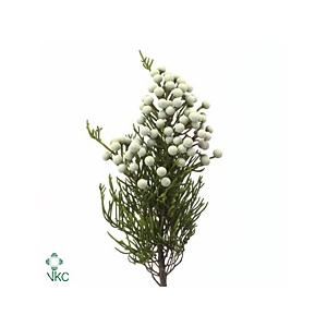 KAAPS GROEN SPRAY BRUNIA