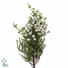 Kaaps Brunia Nodiflora Spray