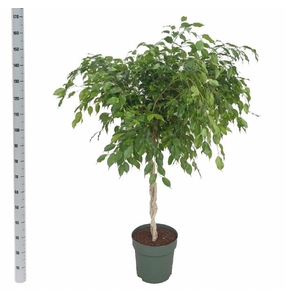 Ficus benjamina Exotica 30Ø 150cm 3pp